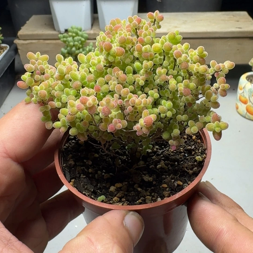 蜜橘 枝干番杏。