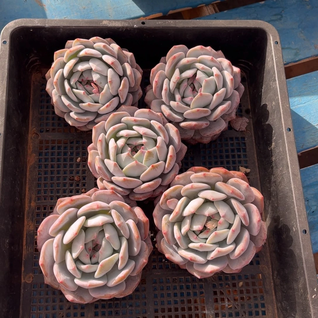 650号新疆西藏内蒙古不包邮