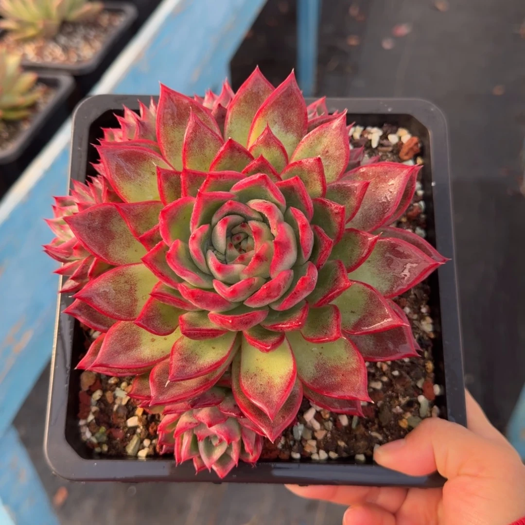 多肉植物一物一拍13