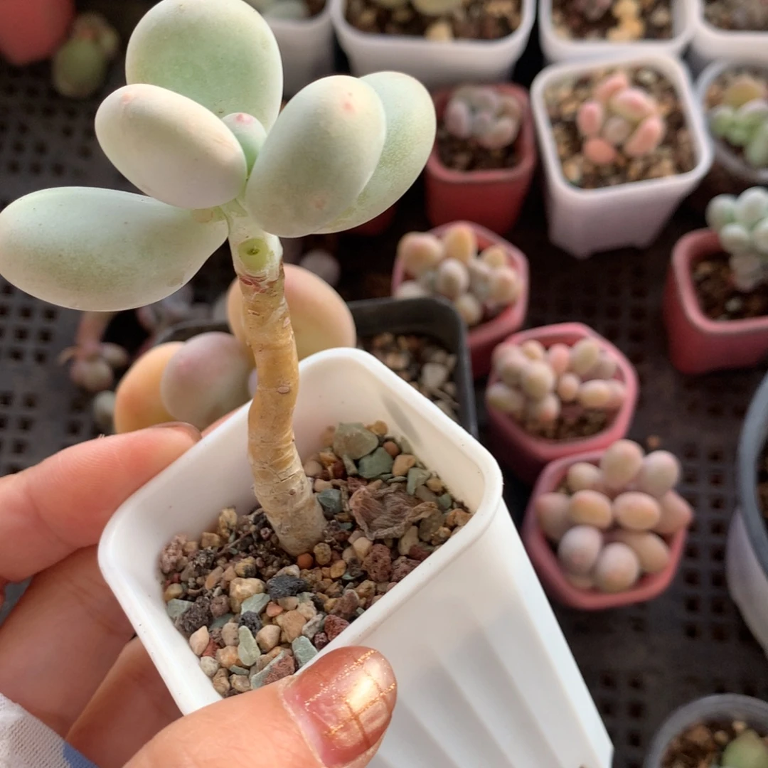 黄金鸡蛋大叶奶大叶奶