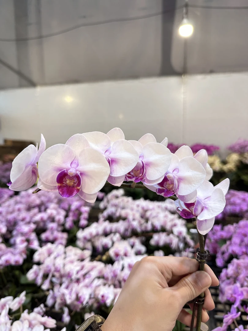 蝴蝶兰【仙农玉女】广东基地水培绿植高端花卉高端摆设乔迁盆栽开店