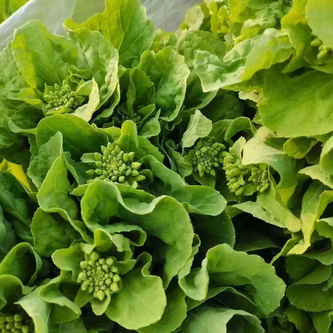 湖北打霜新鲜白菜苔应季时令菜菜薹现摘油菜苔青菜苔迎春菜苔菜心