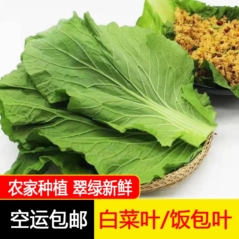 东北新鲜白菜叶打饭包白菜叶农家现掰现发2斤空运包邮