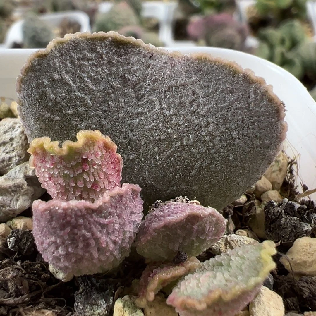 粉白血斑款实生新品大苗