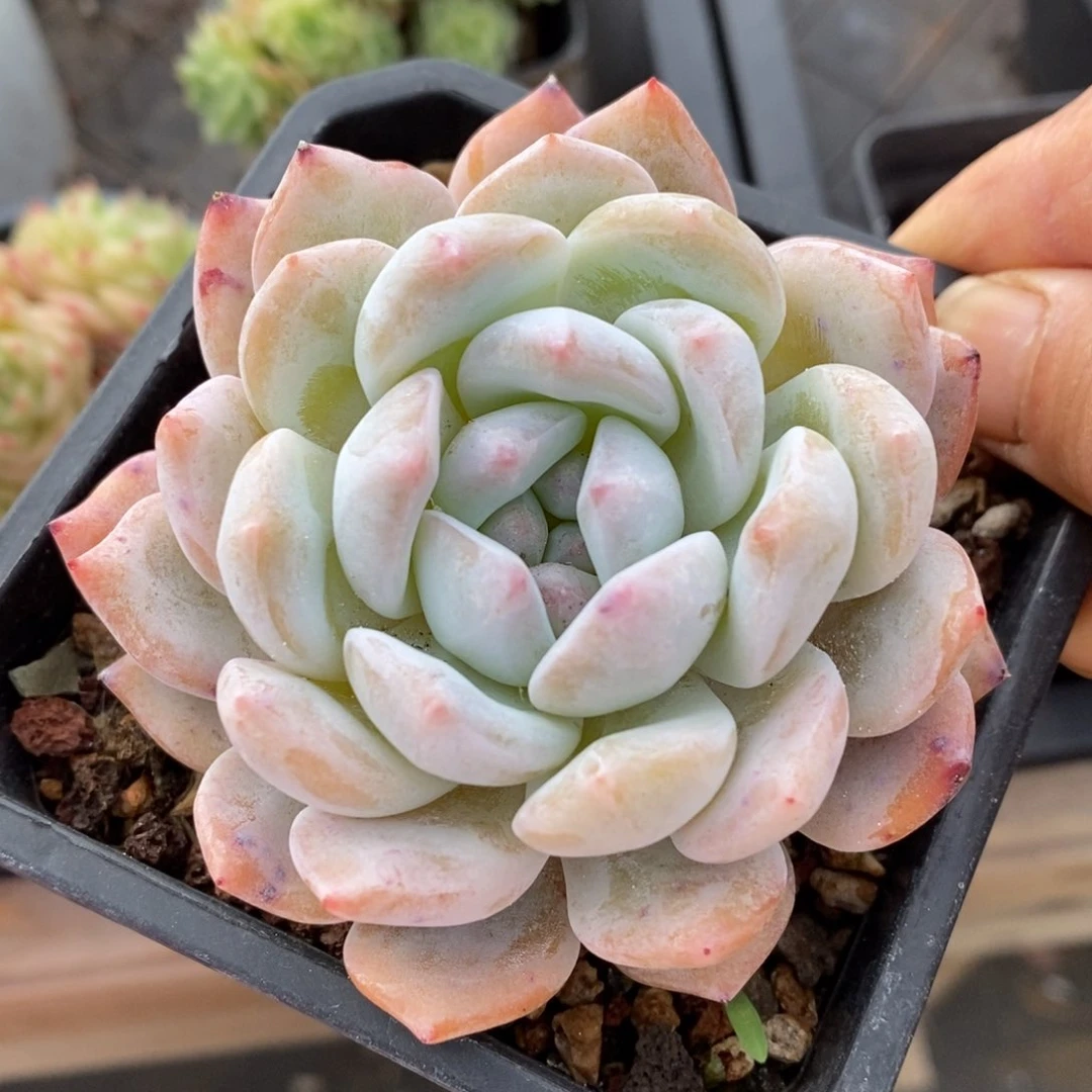 精品多肉一物一拍不包整93