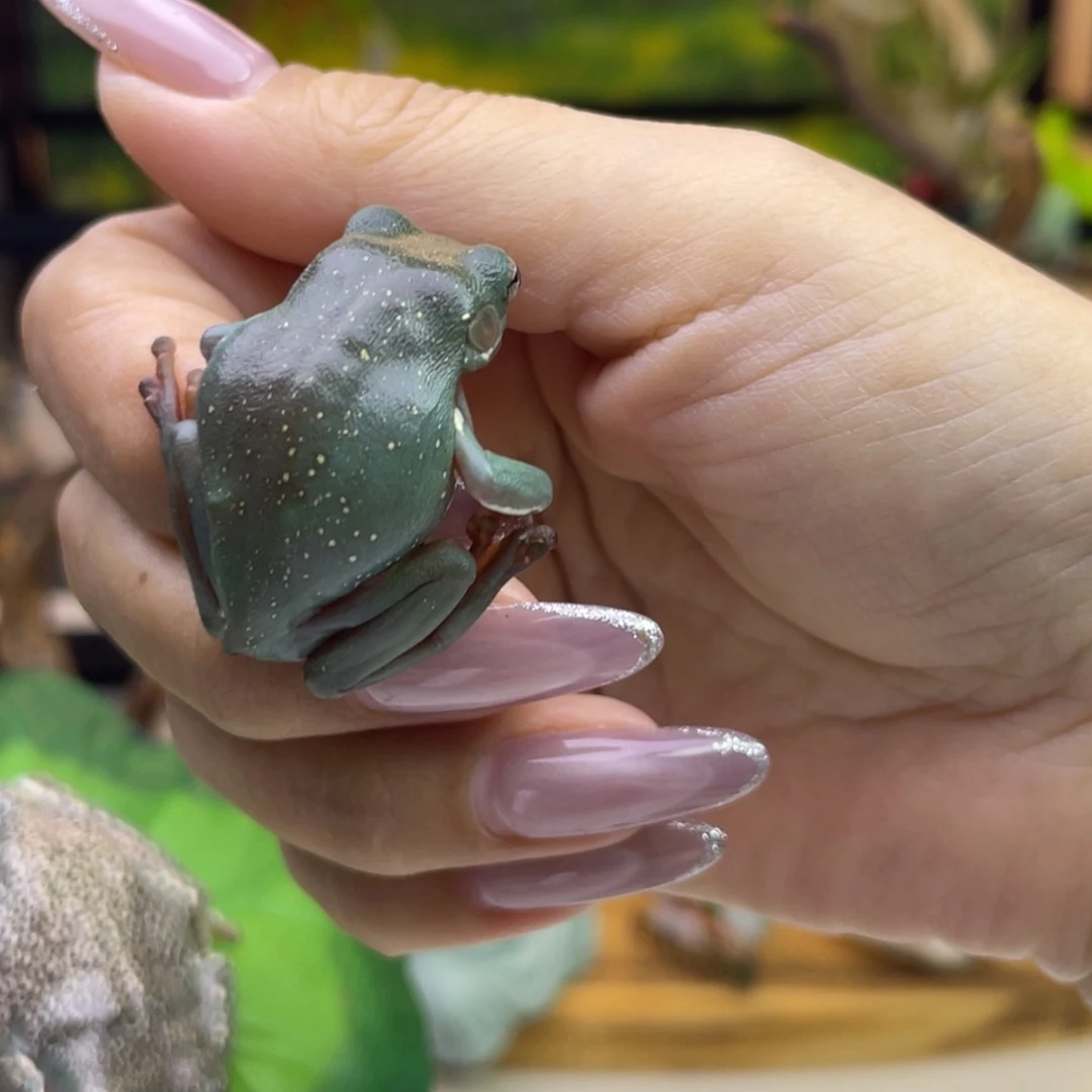 墨***光老爷树蛙素皮定向