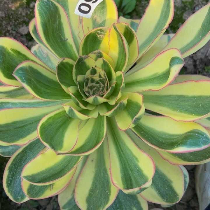 093宽锦燕姿多肉