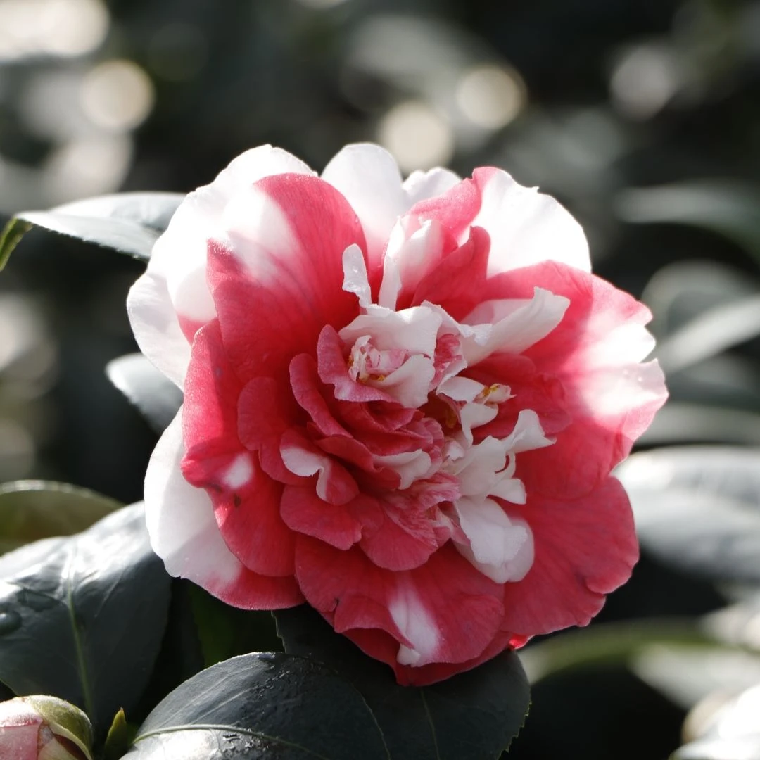 山茶花花露珍又名花蝴蝶