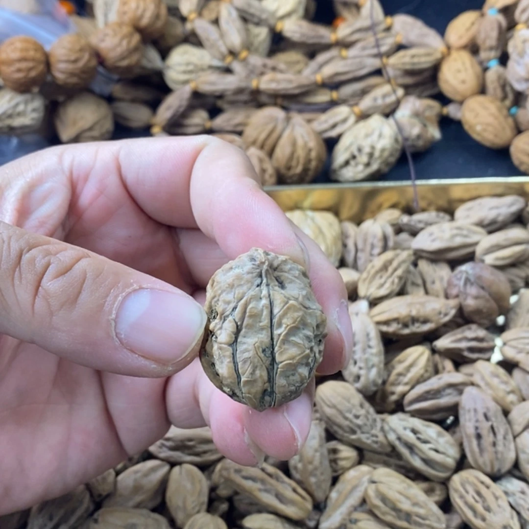 同*东北异形小英嘴单只