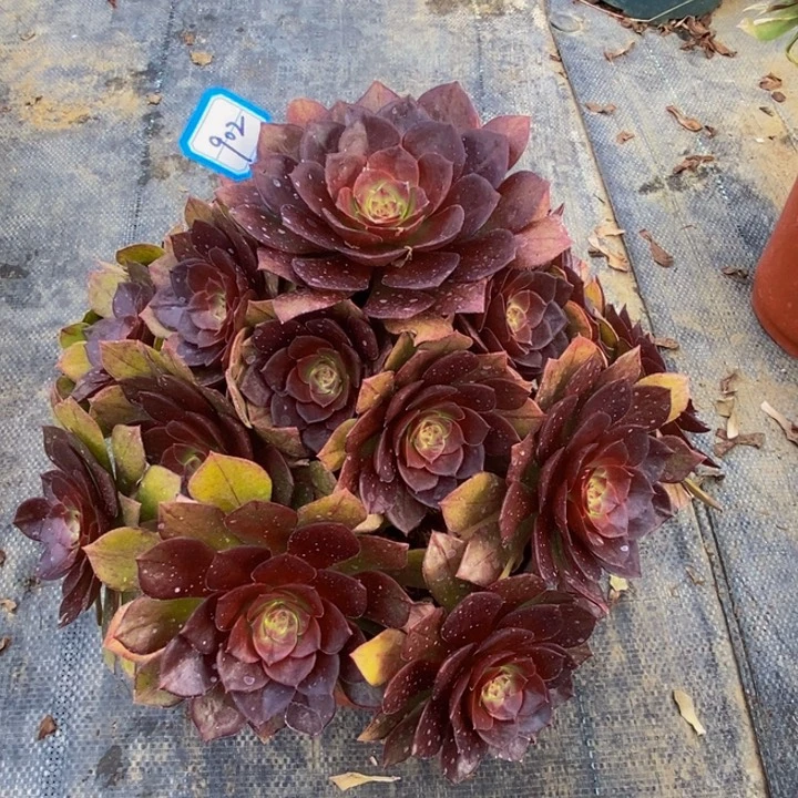 902红魔玫瑰多肉法师