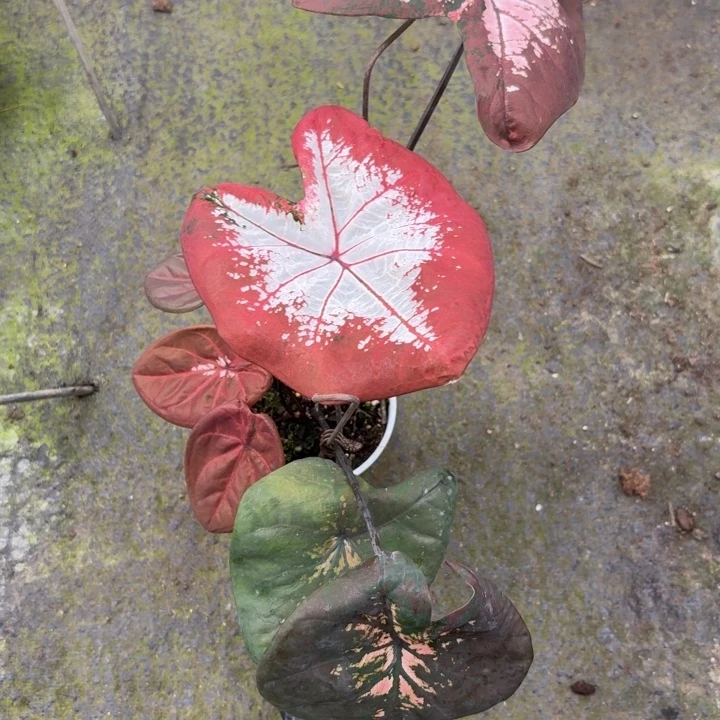 完全开放泰国彩叶芋6