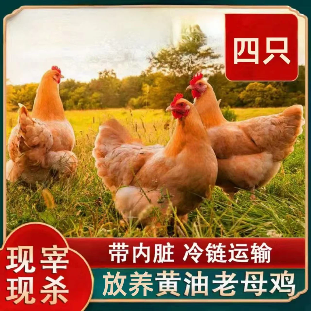 【小戴家】放养3年黄油老母鸡 单只净重2.5斤左右 4只净重10斤