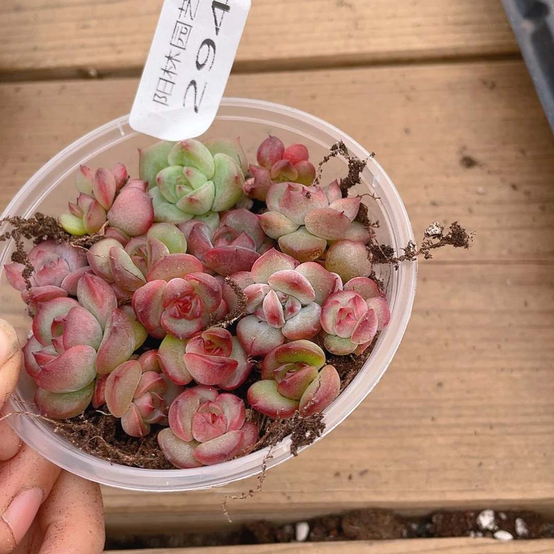 C***儿多肉植物多肉植物294