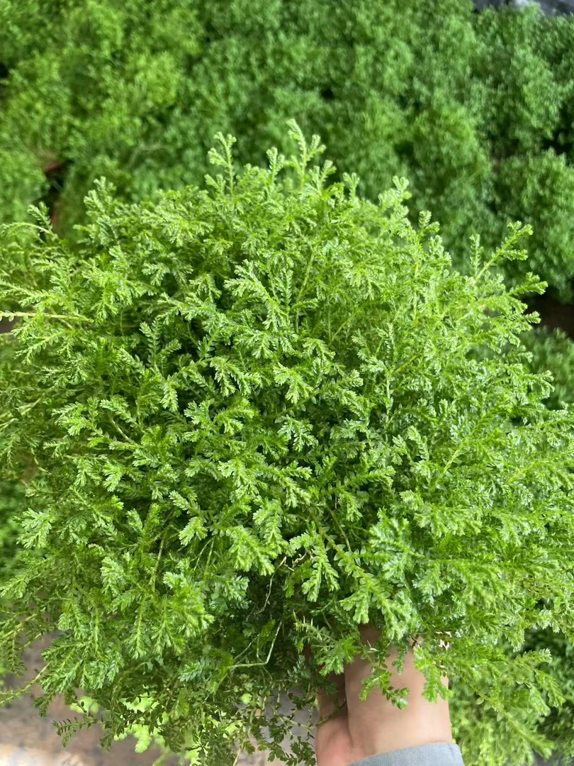 千丝蕨翠云草耐阴散光办公室阳台