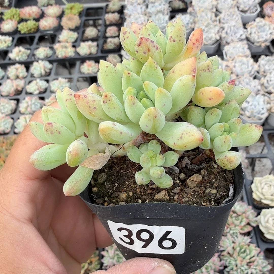 396一体无砍柳叶年华满20包邮