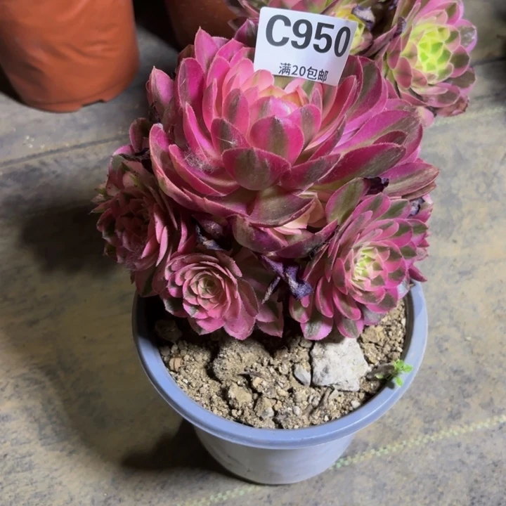 瑞妈多肉植物950