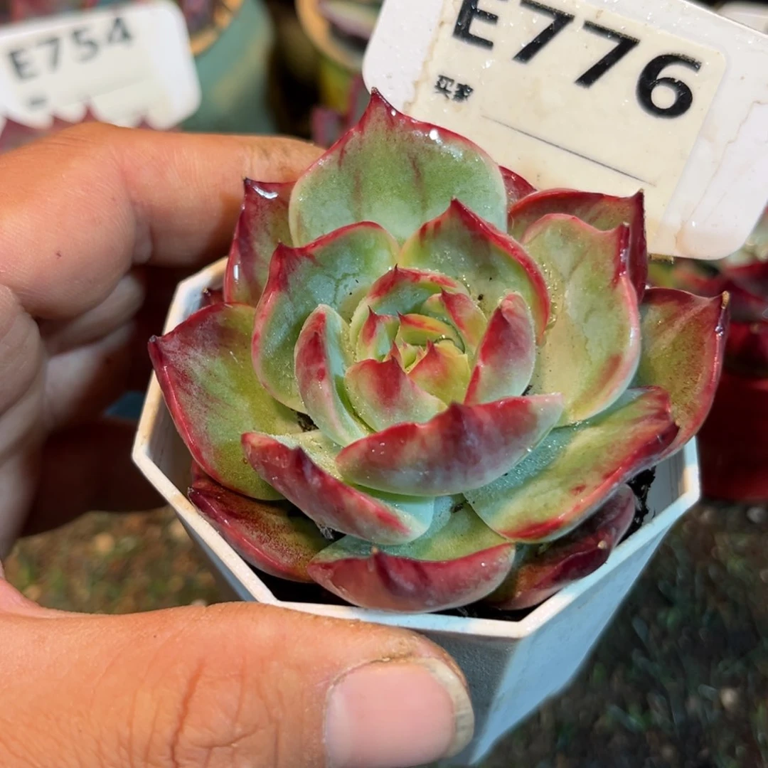 惊鸿一瞥776号多肉