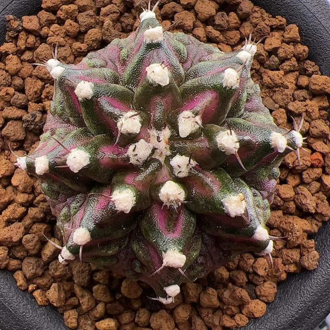 当前无花朵，栽培后可花朵