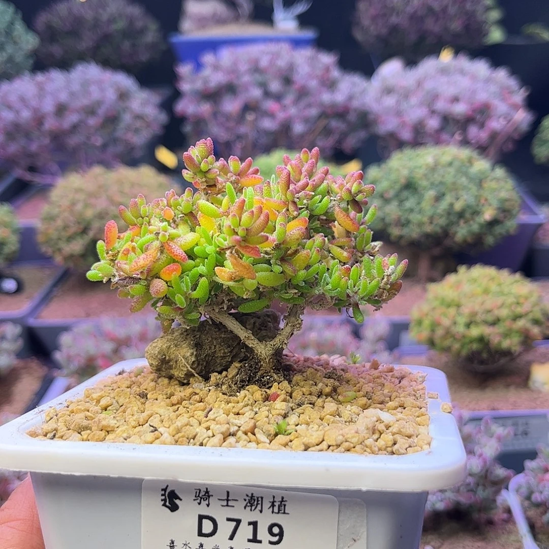 冻***梨719红麒麟枝干番杏