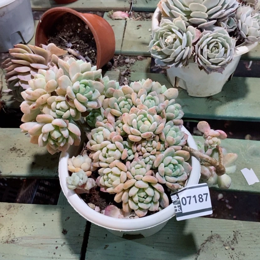 【闪购商品】桃酥07187