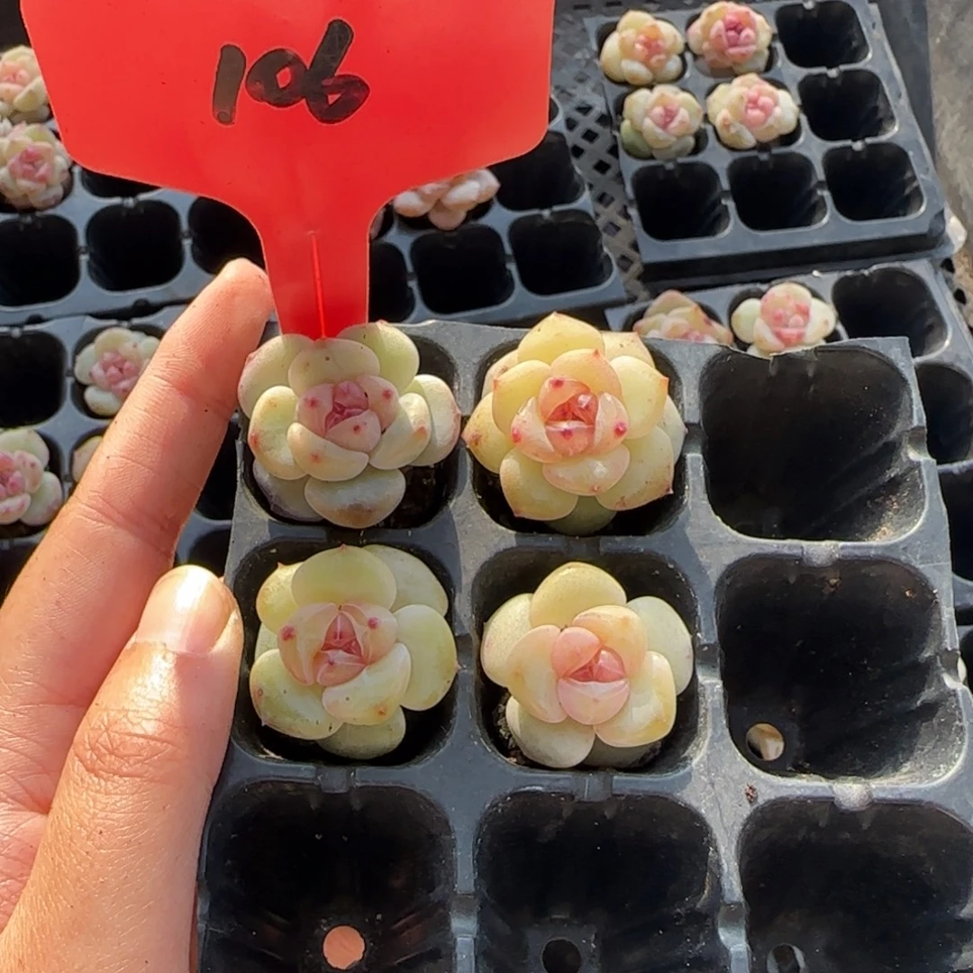 106琥珀冰9颗哈哈哈哈