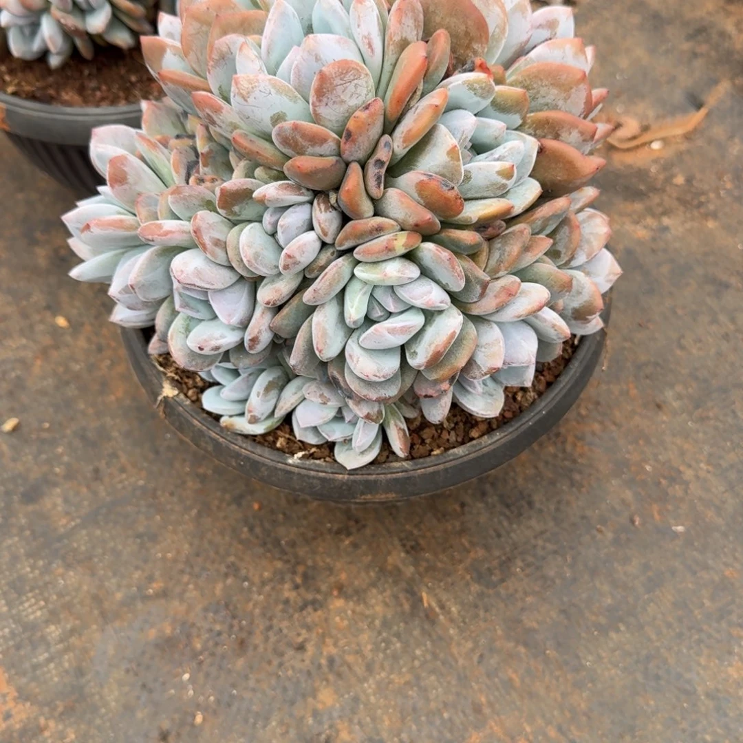 17号朵朵橙梦路多肉植物