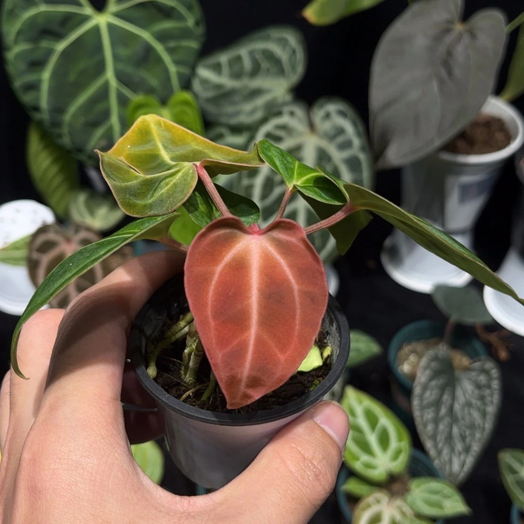 不开花植物贝斯籽播