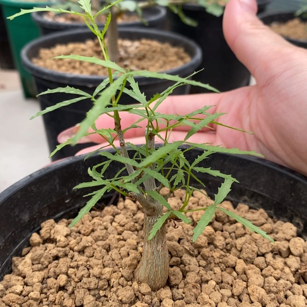 飞羽没药实生带盆
