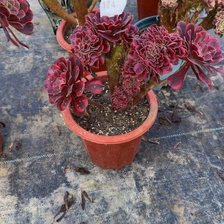 00000000074美杜莎缀