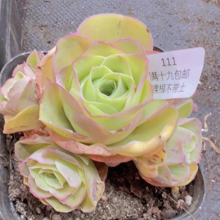 111 裸根不带土发货