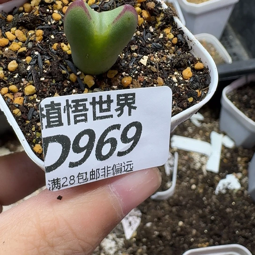 的植物的动作rgbn