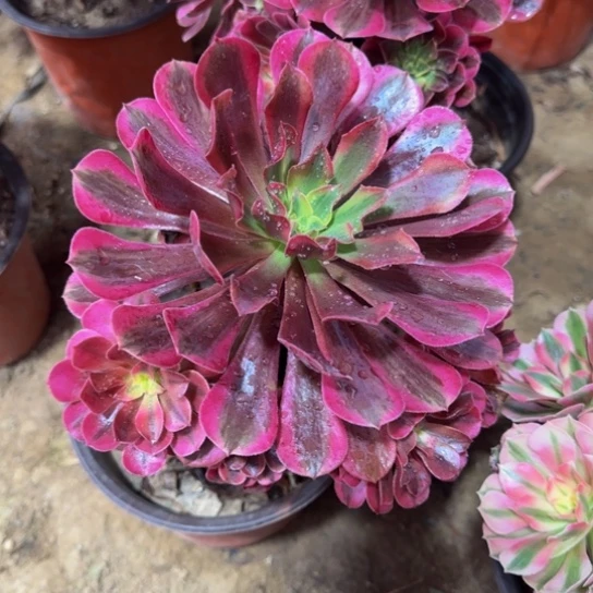 美杜莎9.9脱土发货