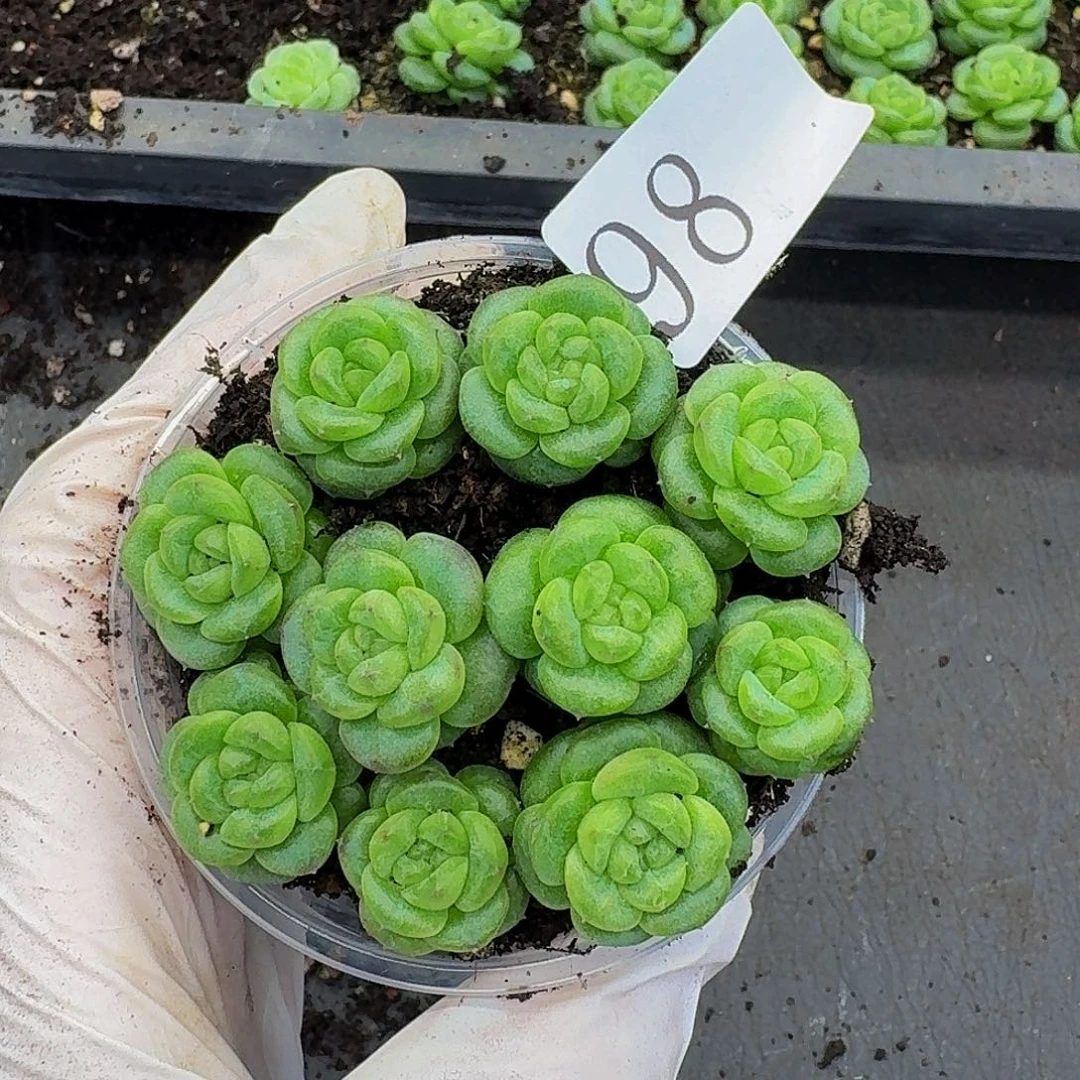 多肉植物多肉植物98