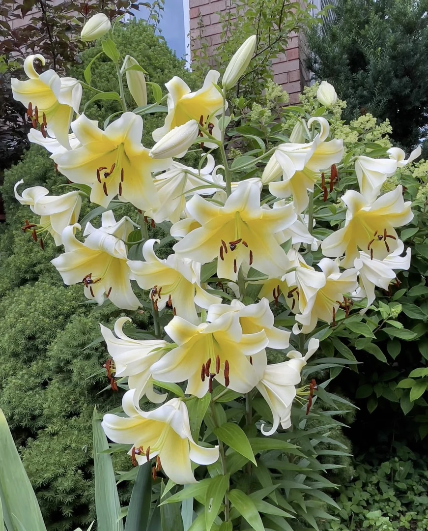 《奇异小姐周长20/22cm》进口单瓣香水百合种球1颗