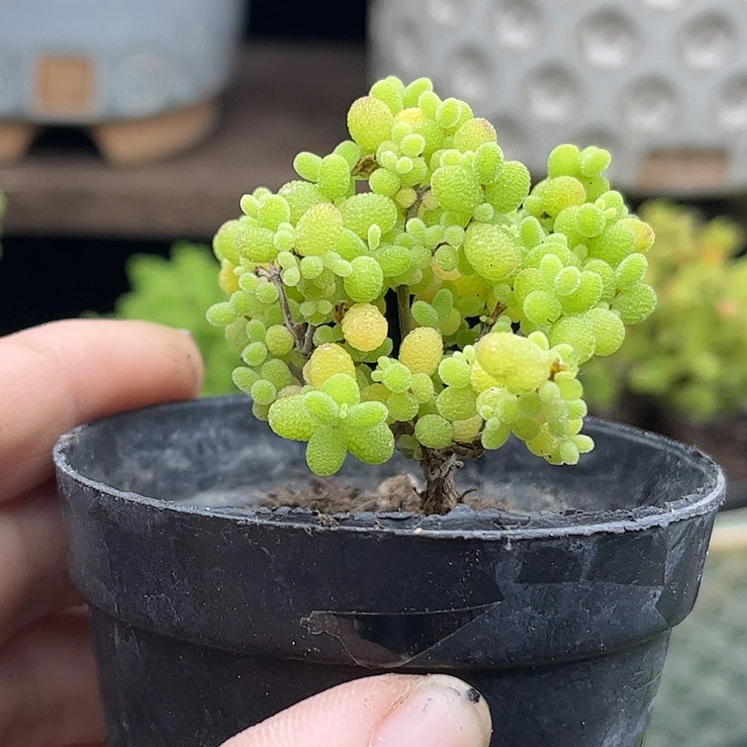 40蜜桔糖球优选枝干