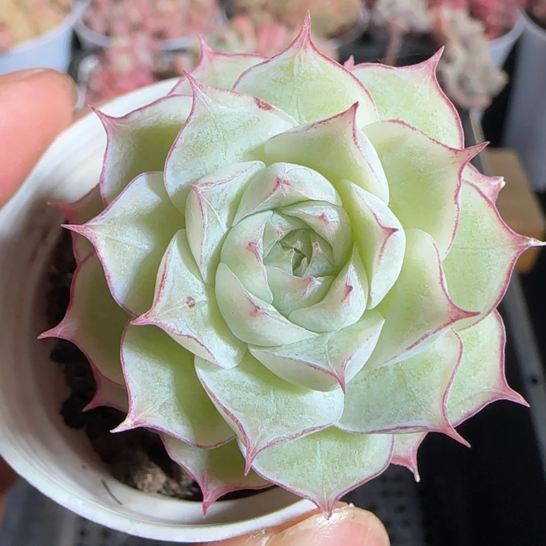 多肉1222-143女王玫瑰