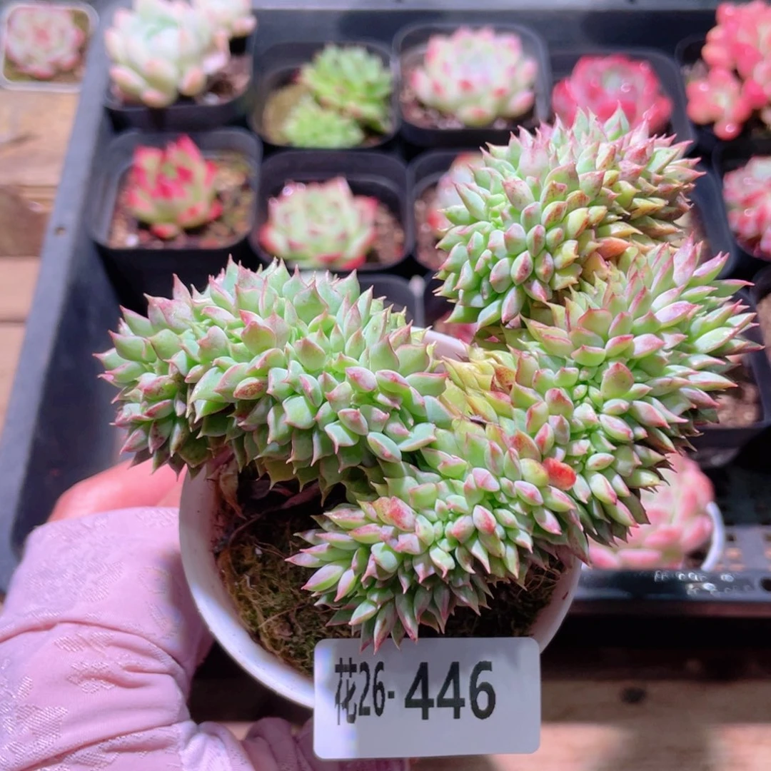 花利美26-446新品缀化