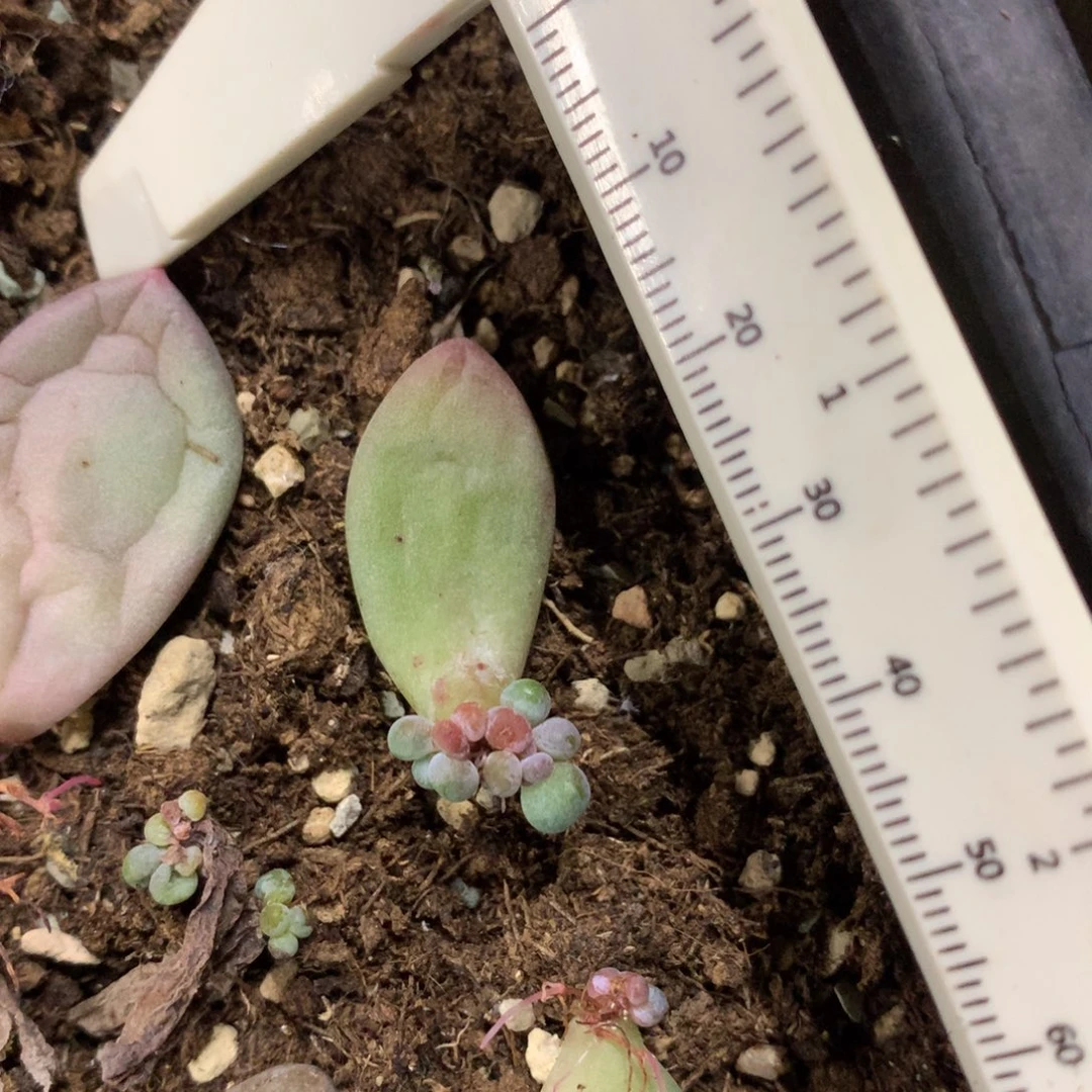 屏幕里面一颗苹果奶酪