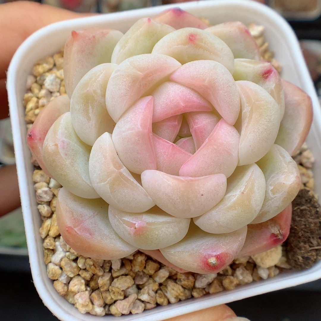 多肉植物。 糖心30