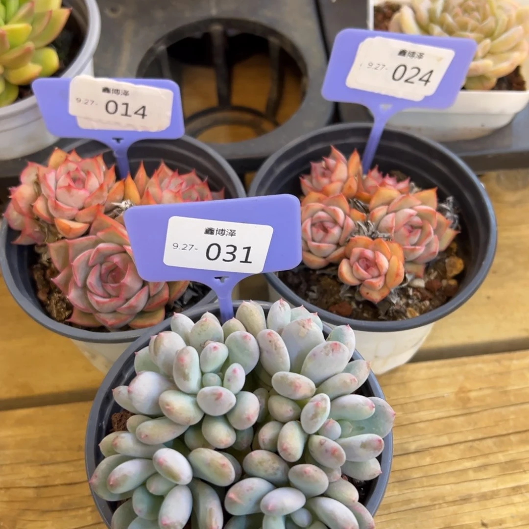 ᴥ****?定向9.27-014 024 031 三颗