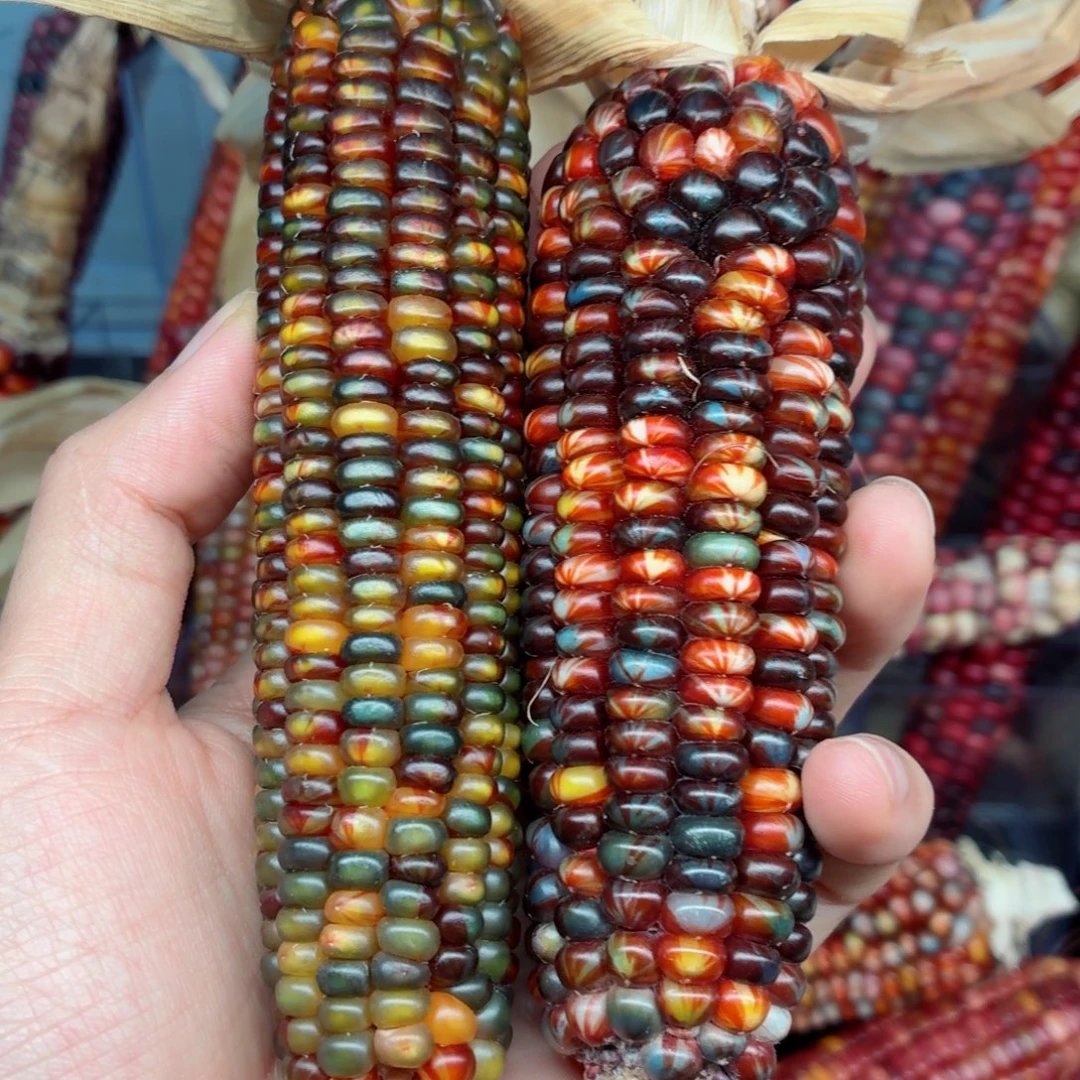 艾***雨白玉菩提吊坠文玩精品文玩精品