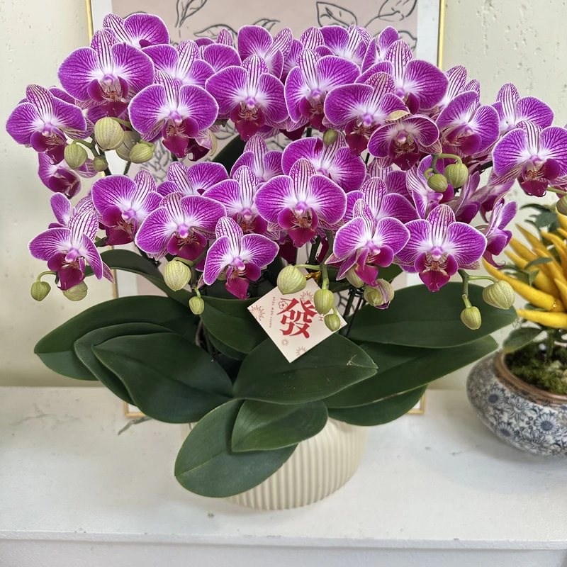 简馨优选【红双喜】蝴蝶花卉组盆客厅摆设种植基地发货