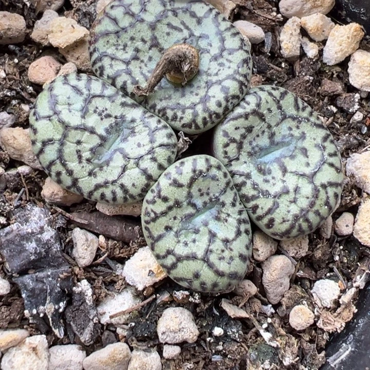 97号这颗多肉有点好看