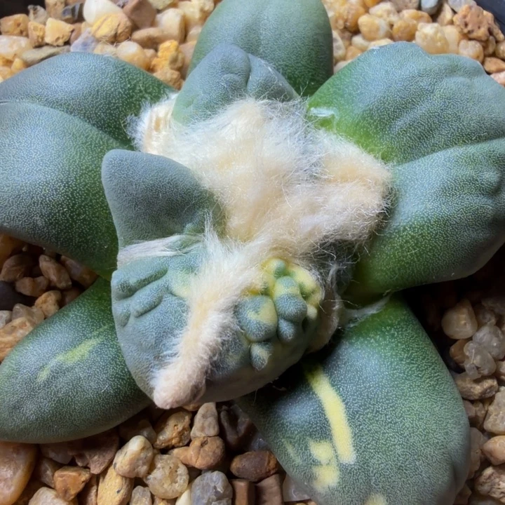 可爱的蓝精灵锦带龙鳞