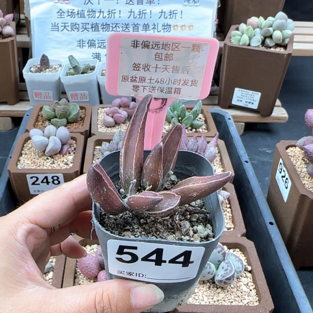 544黑肌楞叶多肉植物