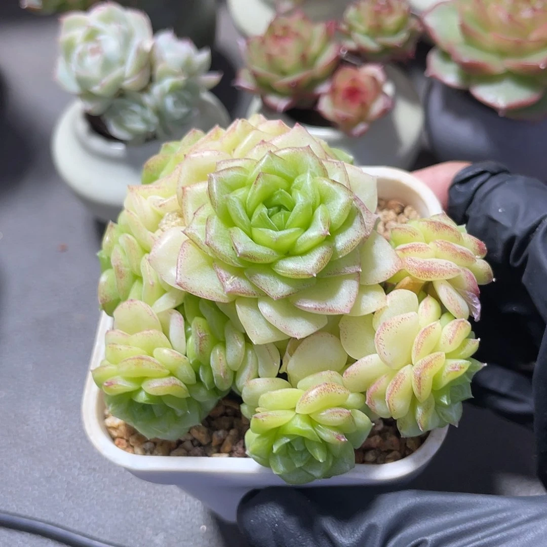优选白天鹅手捧花183
