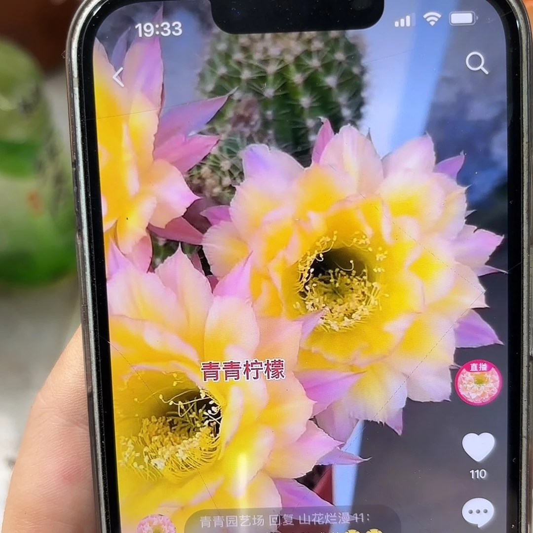 彩草柠檬两棵球带崽微瑕