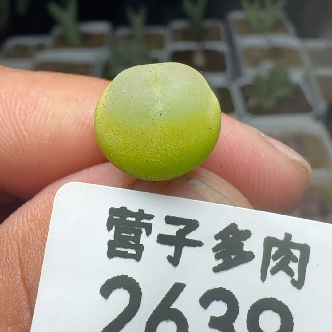 拉登1.2➕。  脱土1200