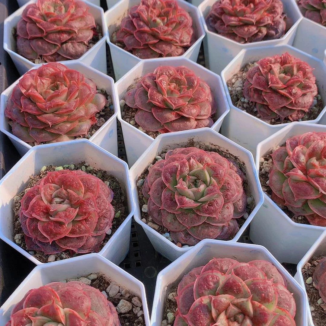 虾饺榴2234555667777