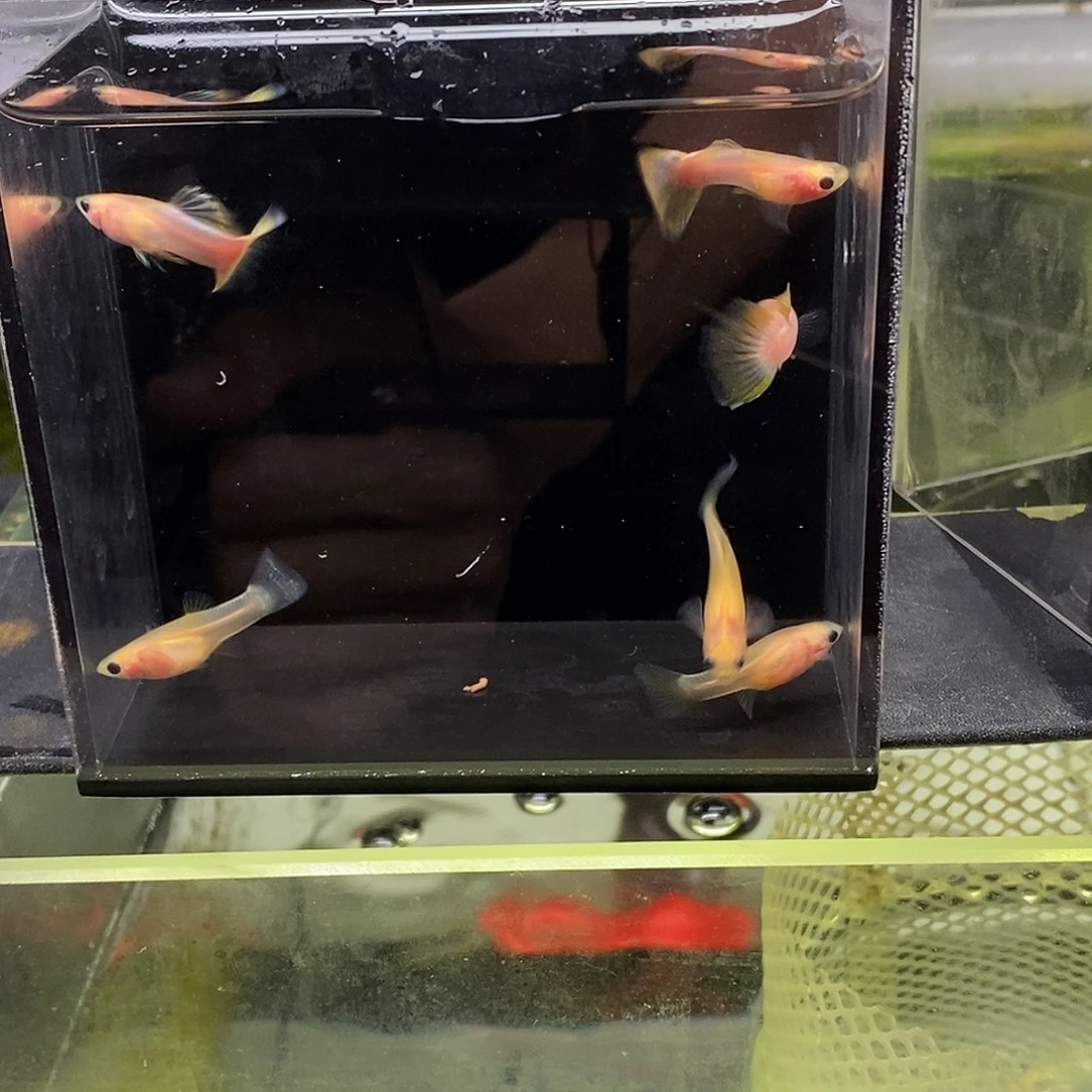 孔雀鱼幻彩玻璃猫3对特价